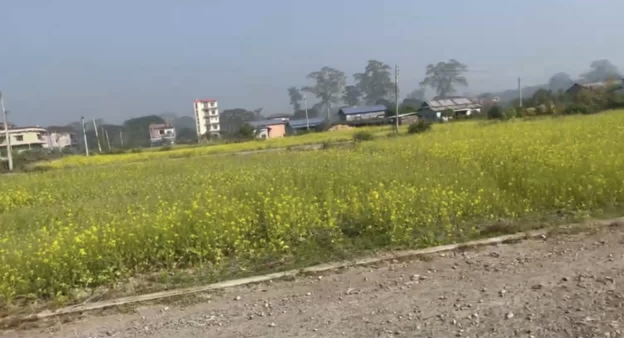 Land for Sale in Gothgau, Morang